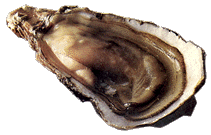 hu�tre (3560 octets)