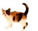 Animated Calico Cat Flicking Her Tail