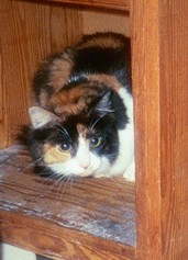 August Hiding