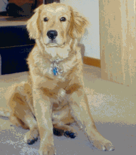 Bailey the Dog Cousin