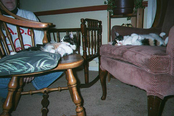 July and August sleeping on chairs