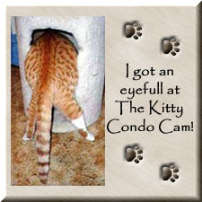 Kitty Cat Cam