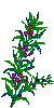 Rosemary