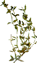 Thyme