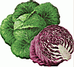 CABBAGE4.gif