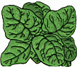 spinach1.gif