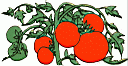 tomatoes.gif