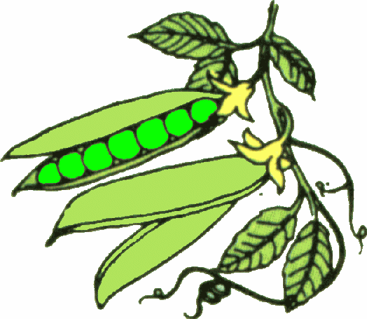 clipart free vegetables - photo #28