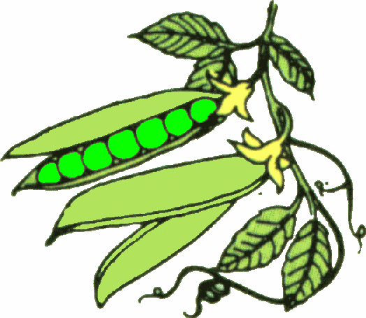 clip art vegetable pictures - photo #20