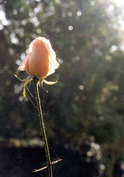 therose