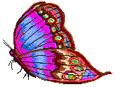 butterfly