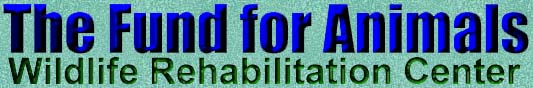 Wildlife Rehab