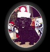 Laci - Christmas 1999