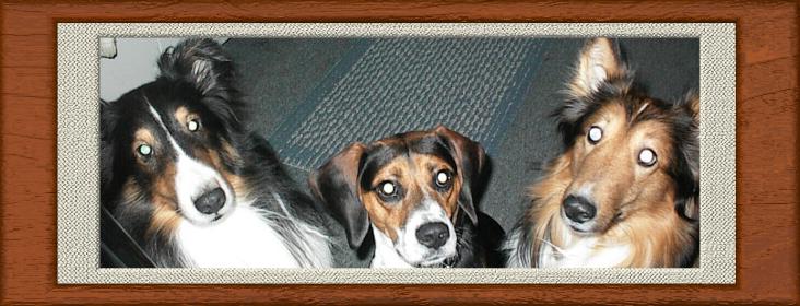 SHEP, BAILEY, & RUSTY