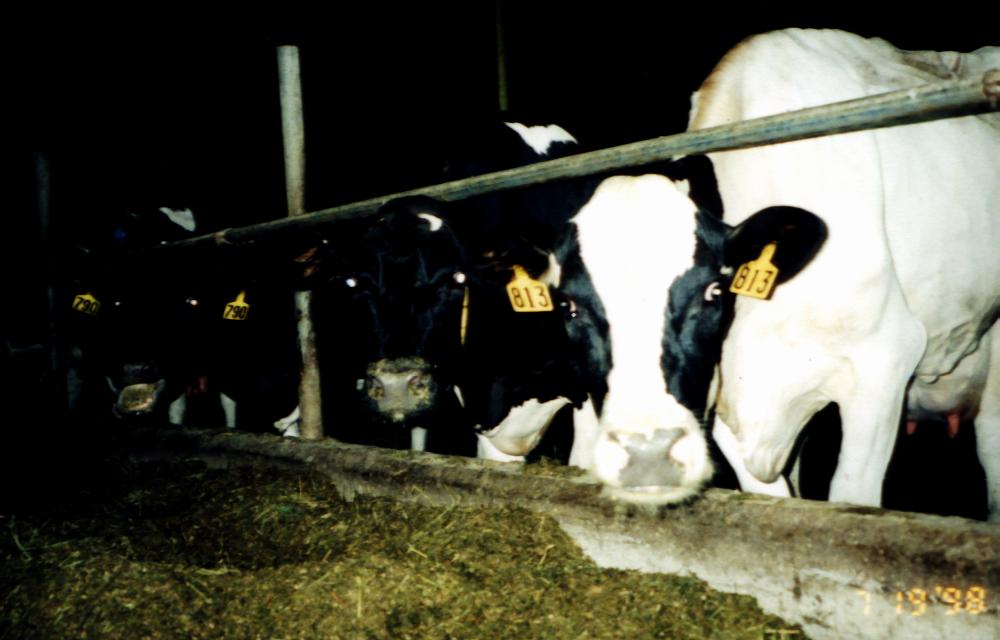 These cows have enjoyed being models for the internet.  Now please excuse them, its time to eat, because unlike human models, cow models actually eat! (lol)