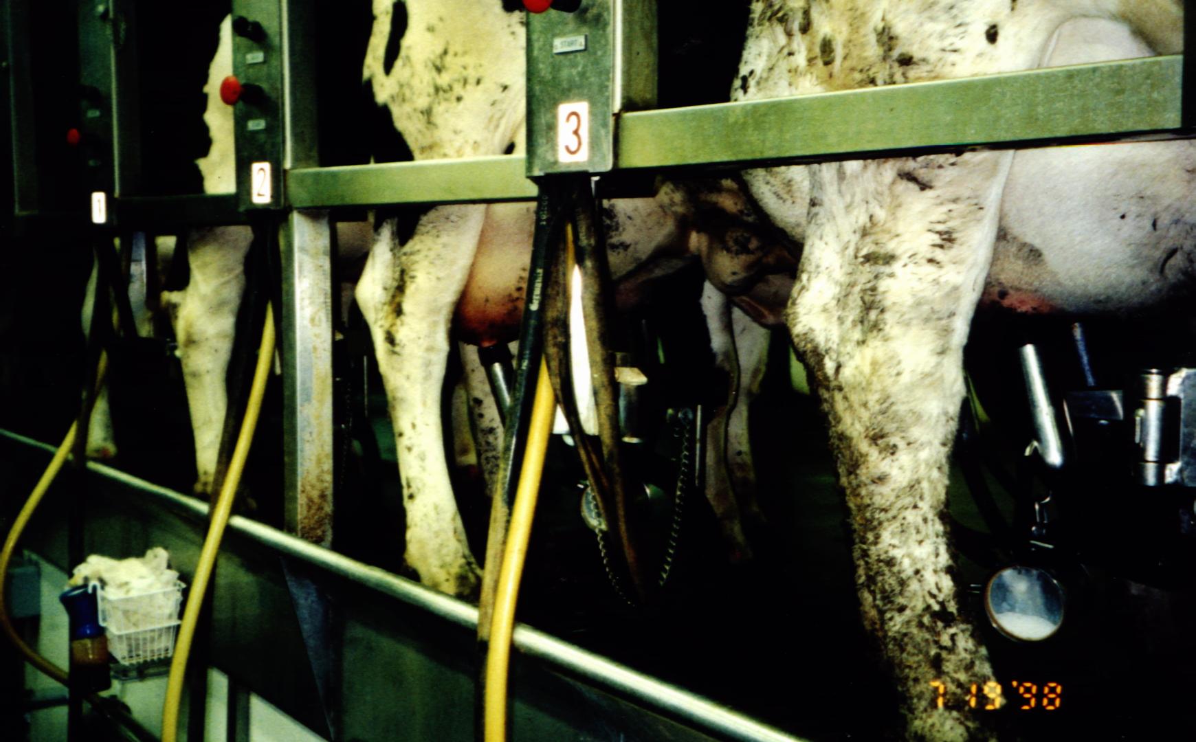 A few cows in a row being milked.