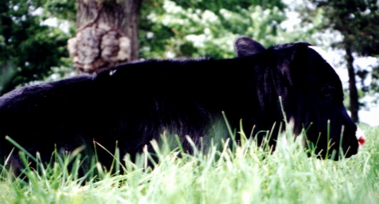 One summer day a baby got out and it was found beneath an old
oak tree.  When asked if Sallie knew she had a calf out she simply replied, Oh, do you like
my new lawn ornament??