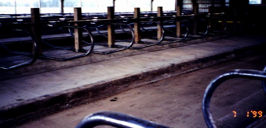Constantly preparing for more cows, one of the dry cow barns for cows that were just dried has recently been expanded and updated.