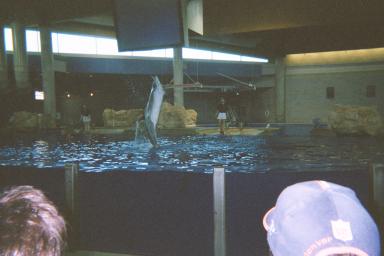 The dolphin show!!