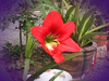 red_flower