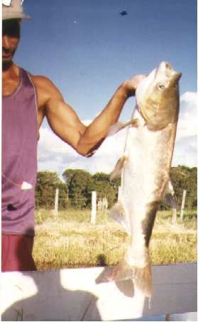 peixe3.jpg (42799 bytes)