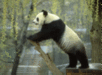 panda by stream