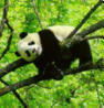 panda in tree