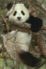 panda in tree