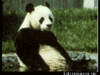 panda sitting