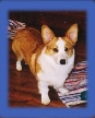 dog.jpg (7026 bytes)