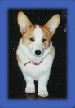 Dog2.jpg (5492 bytes)