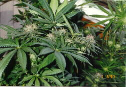 Buds turning purple