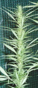 Reifende Cola