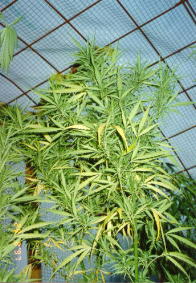 Cannabis sativa L.