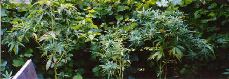 Ein Silver Pearl-Garten