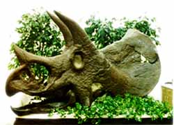 Dakota Dinosaur Museum Triceratops skull