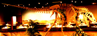 Albertasaurus in Dakota Dinosaur Museum