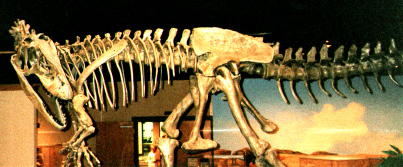 Allosaurus