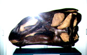 Brachylophosaurus in Philips County Museum