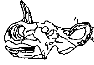 Centrosaurus skull