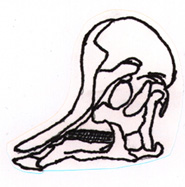 Corythosaurus skull