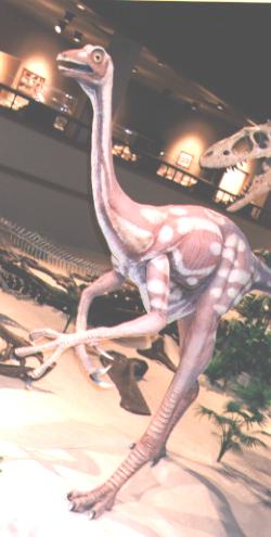 Orinthomimus"