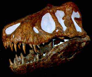  Tyrannosaurus skull at the Dakota Dinosaur Museum