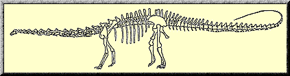Diplodicus

skeleton