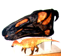 Edmontosaurus in Fort Peck Dam Museum, display done by Nate Murphy