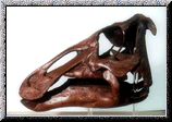 Edmontonsaurus skull