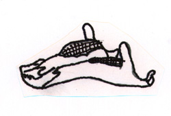 Hadrosaurus lower jaw