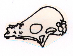 Pachycephalasaur skull