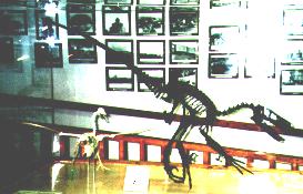 Saurornitholestes next to a goose skeleton