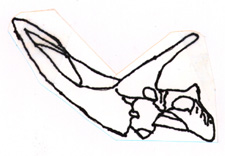 Torosaurus skull